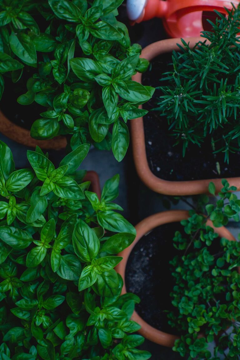 Herbs